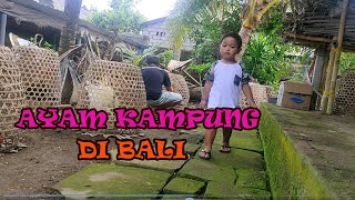 video ayam kampung di bali