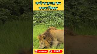 Lion 🦁 Attack #animals #wildanimal #shortsviral