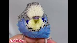 My Show Quality English Budgie Parents & Babies !