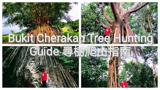 Bukit Cherakah, Bukit Botak Puncak Alam Complete Full Trail Tree Hunting Guide 车拉卡山完整寻树路线指南