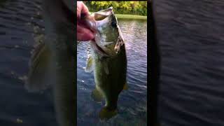 🎣 🎥 Largemouth Release By Moonlight 🌔