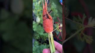 The Best Carrot of 2024 #carrot #garden #notagoodfarmer #carrotfail #shorts