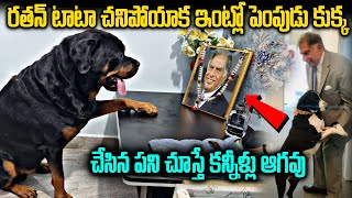 రతన్ టాటా చనిపోయాక ఇంట్లో పెంపుడు కుక్క చేసిన పని చూస్తే కన్నీళ్లు ఆగవు