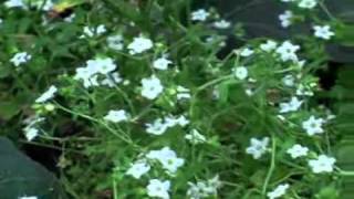 WHITE FIESTA- FLOWER