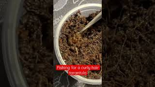 Fishing for a curly hair tarantula