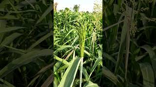 mere khet.. Homiyawa #kheti #khet #khetibadi #kishan #roti #food #farmer #farm #bharat #sort #marwar