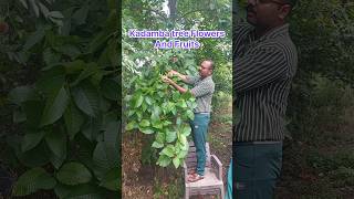 Kadamba tree. Kadamba Flowers. Kadamba Fruits . कदंब फळे फुले From my home lotus #garden #recipe