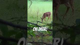 Making pun of an adorable deer #nature #wildlife #animals #cute #funny