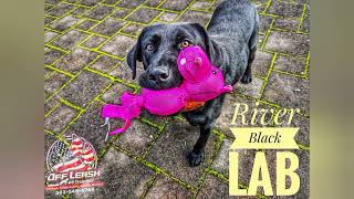 River| Black American Lab| Best Trained Dogs of OR | Portland OffLeash K9 Training