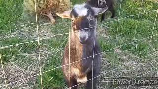 Goats Eat Christmas Trees