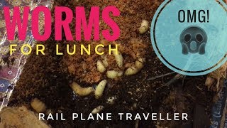 Butud Worms for Lunch! Rail Plane Traveller