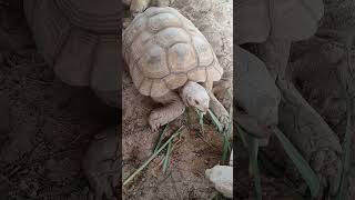 Big Tortoise eating grass | कछुआ क्या खाता है?