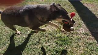 Rufus - Turkey Toy Is Still Around in March