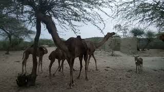 Desert Delights | Camel Mamas and Calves Feast and Nurse #femalecamel #animals