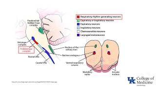 Control of Breathing CO2 - Part 1 - (Dr. Bowe)