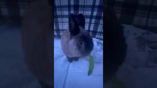 Cute Rabbit Eating Dandelion Greens!! 🌿🐰💚