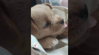 Aww, So Adorable Puppy Babies Cute Dogs Shorts Videos 🐶😍😘 -EPS1069 #cutestpuppies