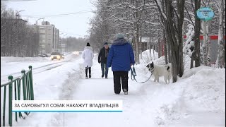 За самовыгул собак на владельцев владельцев