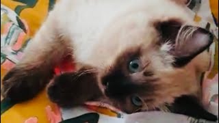 Ragdoll kitten funny play 🥰