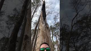 Huge Burned Out Poplar Tree #shorts