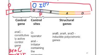 Biol 360 Tutorial Arabinose Operon