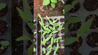 Cucumbers in my garden