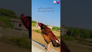 😍😍👿❤️‍🔥#angry #rooster #hen #pigeonbaz #bird #kabootar #pigeonbazz #subscribers #millionaire #viwes