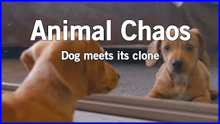 Dog meets its clone - Chaos animals