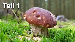 Pilze im Nadelwald - Steinpilze, Maronen und mehr 🌲🍄| Teil 1