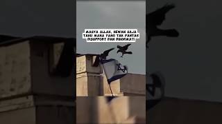 Hewan ini lebih cerdas daripada pendukung sirewel #palestina #hewan #gagakhitam