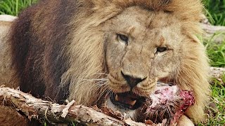 أربعة أسود يأكلون أسد حيا - four lions eating one lion (مؤثر جدا)