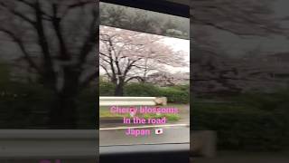 Cherry Blossoms as know in Japanese "SAKURA" #japantravel #japanvlog #pinoy #pinoyabroad #ilovejapan