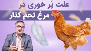 علت پَر خوری در مرغ تخمگذار