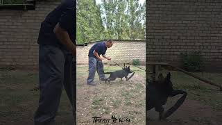 Dog training. Дрессировка щенка немецкой овчарки. #dogtraining #dog #puppydog #puppy #shepherd #gsd