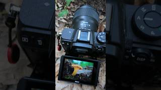 Mushroom Photography #shorts - Fungi Macro and Closeup Photography #closeup #macro #nikon