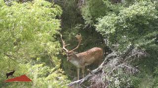 Fallow buck New Zealand