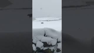 Cow crosses snowy field