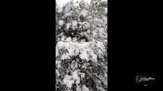 Tombe la neige - SALVATORE ADAMO