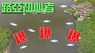 土城成功水門海鰱大軍進駐