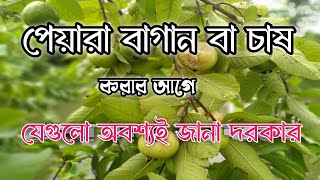 পেয়ারা বাগান করার নিয়ম । Guava gardening rules । Tapati Nursery