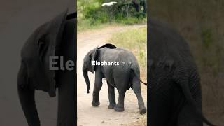 Elephant Encounters on an African Safari: Unforgettable Moments with the Giants