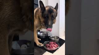 Kaiser the German shepherd eating dinner