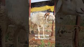 beautiful telangana potla #bighornsheep #hyderabad #potla #bakraeidspecial #telangana #bakrid