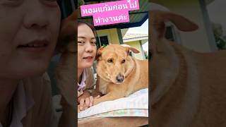 หอมแก้มก่อนไปทำงานทุกวัน #animals #youtubeshorts #dog #pets #หมา #love