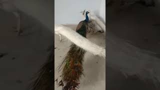 Peacock 🦚 Wheti peacock 🦚 Beautiful peacock 🦚 Amazing Peacock 🦚 Peacock Mating 🥰