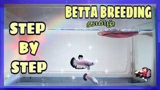 BETTA BREEDING// MY FAVORITE BLUE RIM PAIR // WATCH IN TAMIL.