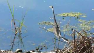 Tricolored Heron and Alligator