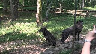 Howlin' Wolves @ Lakota Wolf Preserve