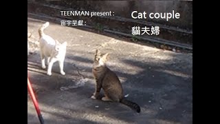 Cat couple貓夫婦