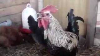 The Super Rooster's Breath.flv